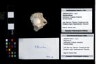 Foto (Objekt + Etikett) von Pithonoton sp.  (NHMW-GEO-1990-0041-3324b)